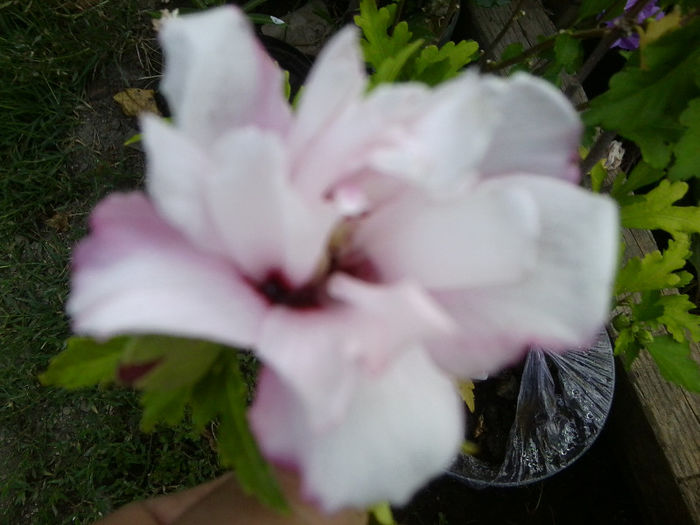 carneus plenus - flori de gradina 2013-2