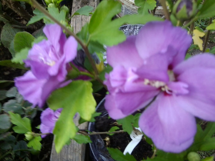 duc de brabant - flori de gradina 2013-2