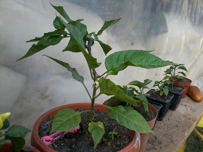 2013-08-06 17.37.49 - Ardei iute - Scotch Bonnet Orange