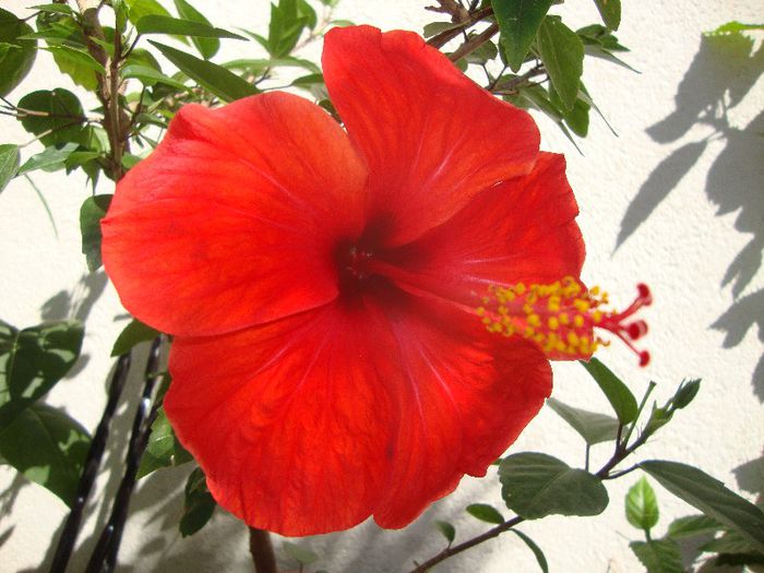  - hibiscusi