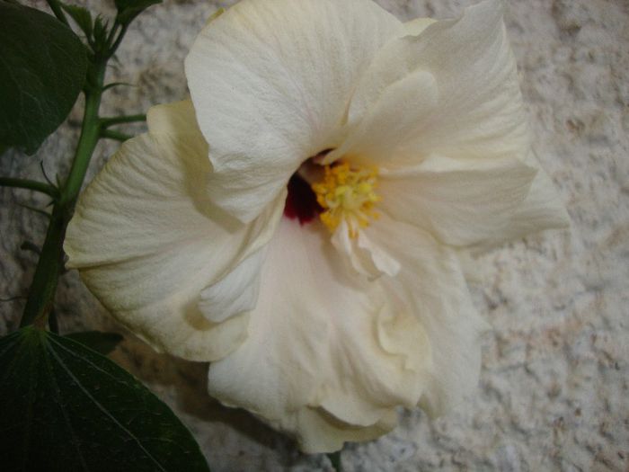  - hibiscusi