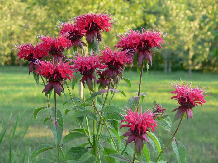 Monarda; Foto preluata
