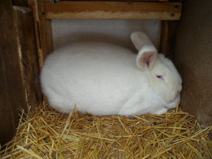 vanduta la florinBT - XX iepuri pe care nu-i mai am