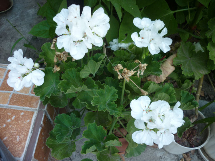 P1040673 - Muscata - Pelargonium