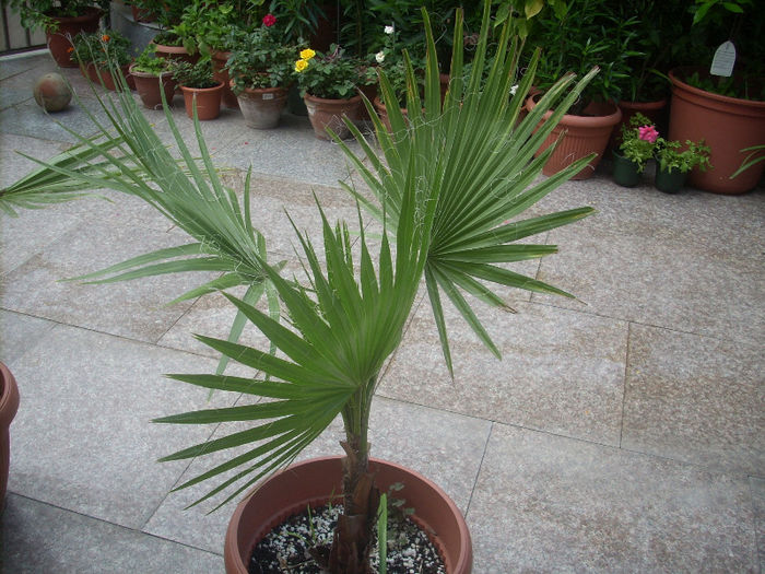 washingtonia filifera 1