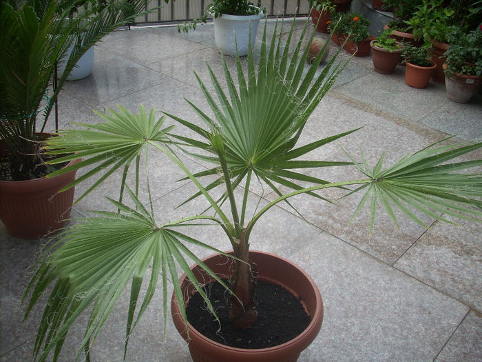 washingtonia filifera 2 - palmierii mei
