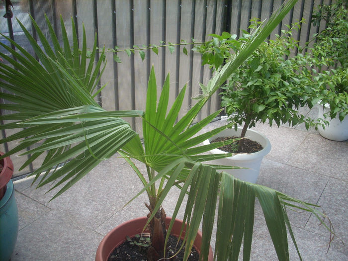 washingtonia filifera 3 - palmierii mei