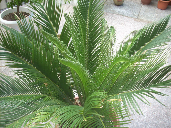 cycas revoluta