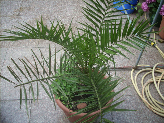 curmal - palmierii mei