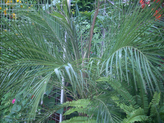 palmier phoenix canariensis - palmierii mei