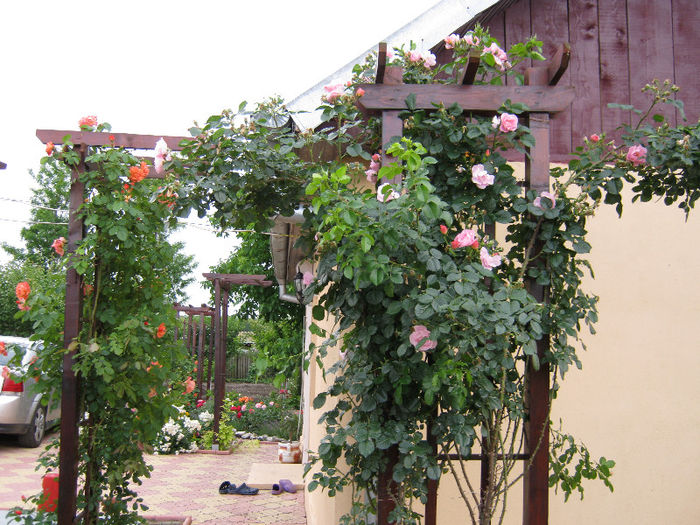 IMG_0793; trandafiri cataratori roz si portocaliu
