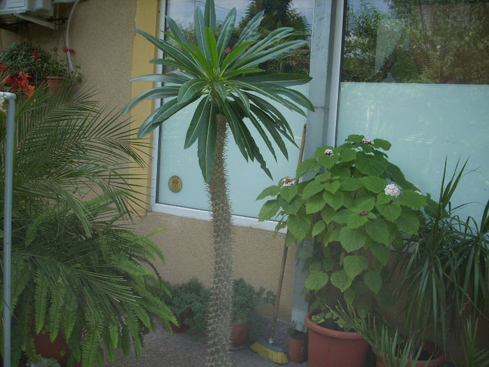 pachipodium lamerei-cactusul palmier - palmierii mei