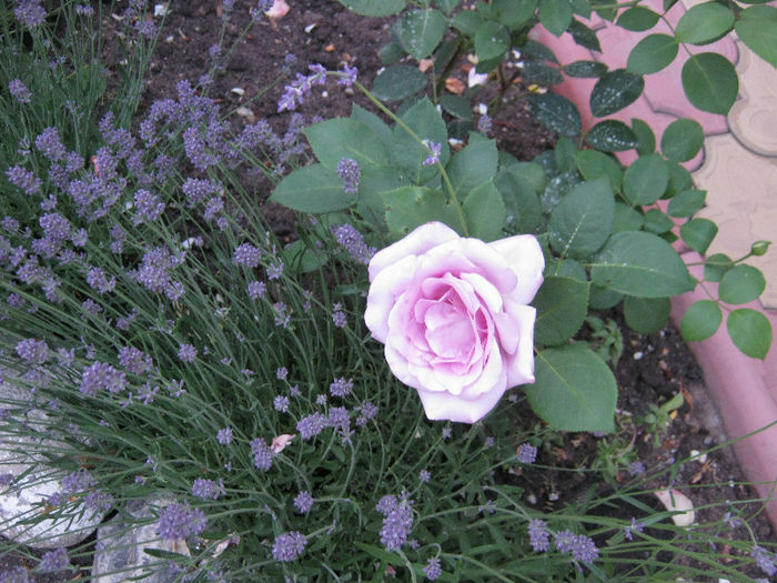 IMG_0814; lavanda si trandafir
