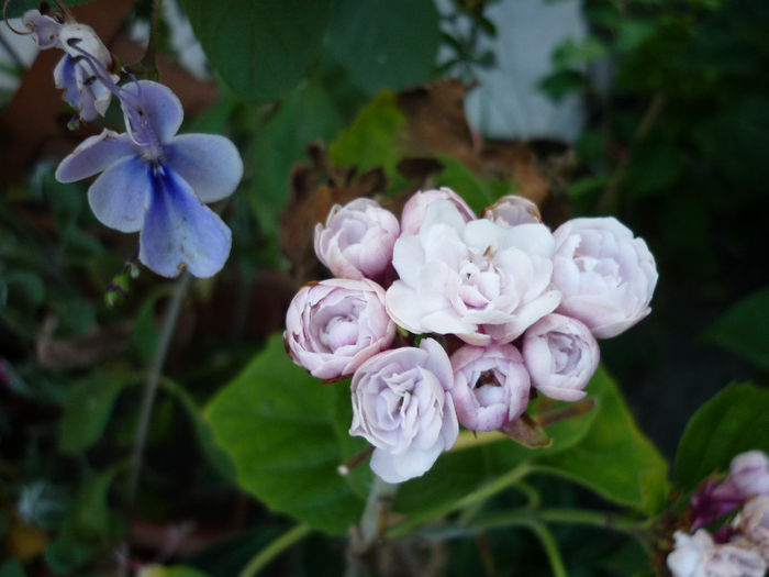 doi frumosi - Clerodendron Phillippinum