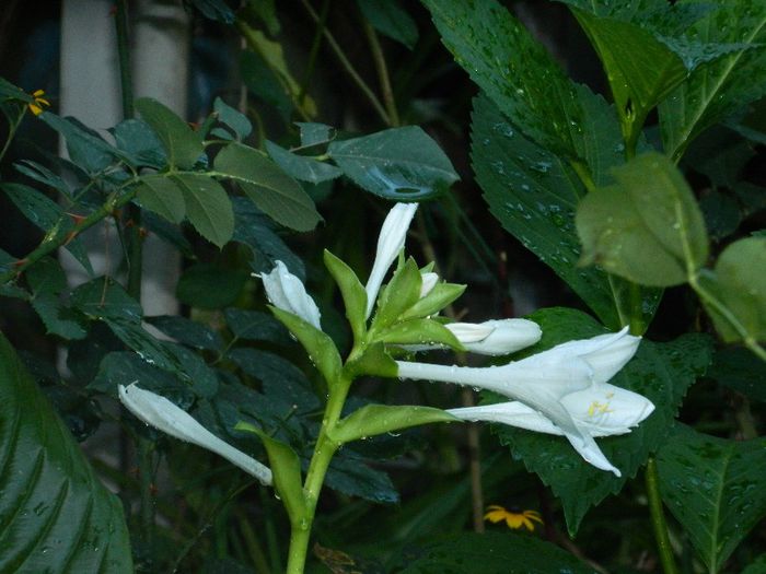 DSCN9034 - AUGUST 2013