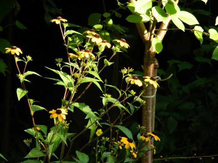 DSCN9039 - AUGUST 2013