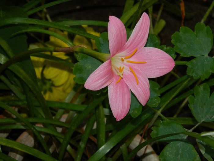 DSCN9068 - AUGUST 2013