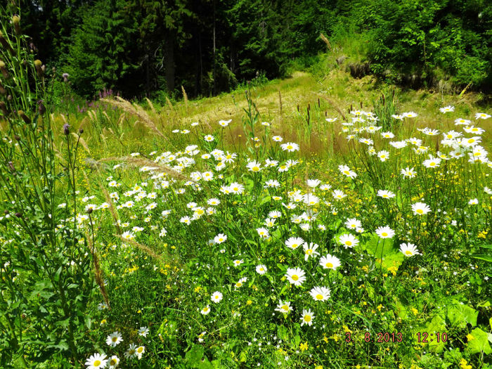 DSCF2138 - 2013 3 august Transalpina