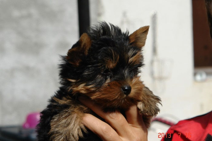 Yorkshire - Yorkshire terrier