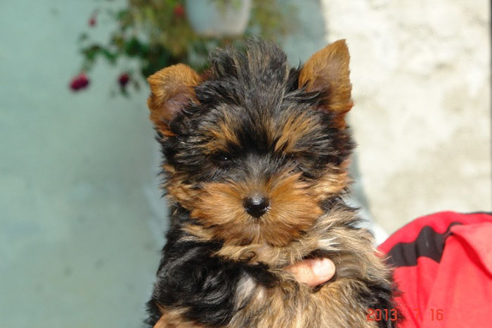 Yorkshire - Yorkshire terrier