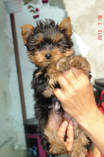 Yorkshire - Yorkshire terrier