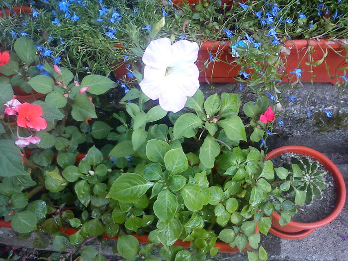 Impatiens - Flori