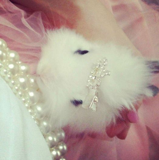 1002789_475614762507912_699536461_n