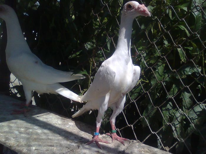 Imagine1635 - Carieri