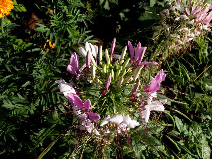 cleoma spinosas - Flori 2013