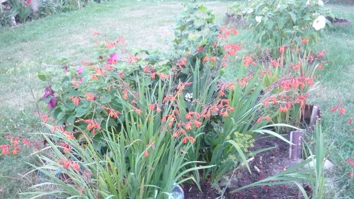 Picture 592 - Flori de vara