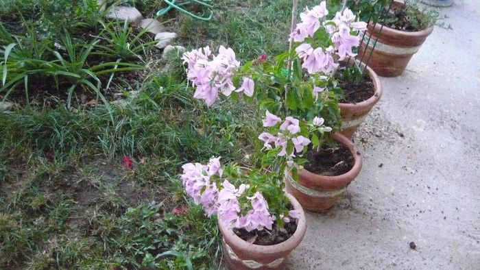 Picture 777 - Flori de vara