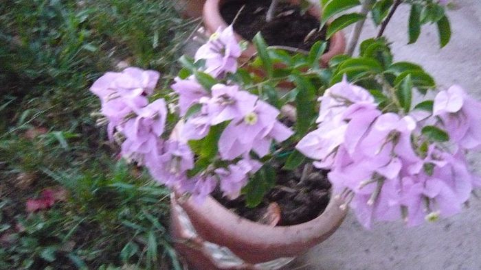 Picture 778 - Flori de vara