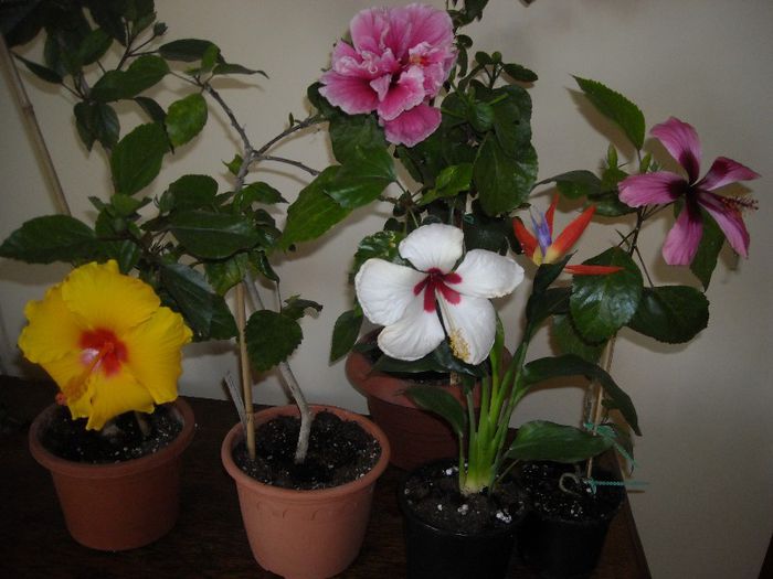 Hibiscus grup- 6 august