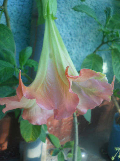 DSCN4806