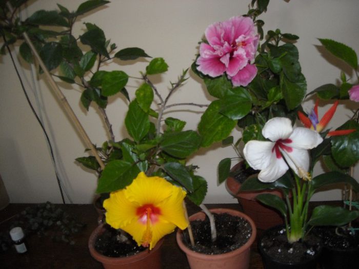 Hibiscus grup