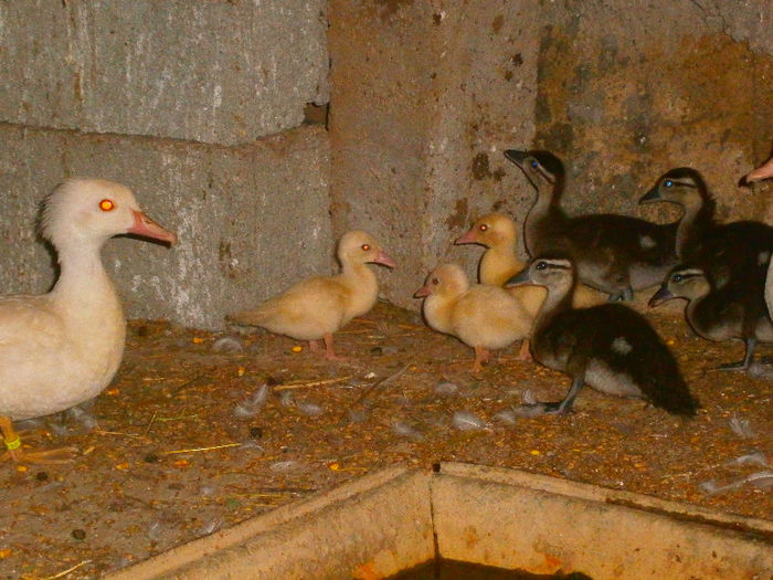 OARE-S SATUI CEI ALBII? - CAROLINE ALBE