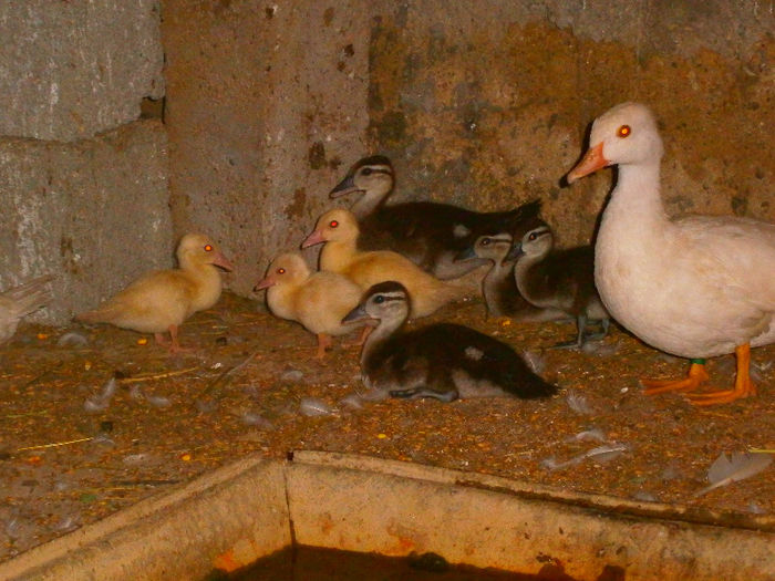 CEL DIN  MIJLOC NU MAI POATE ! - CAROLINE ALBE