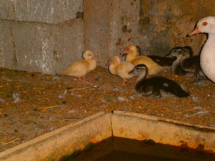 IAR CEI MARU STAU CA TRANTORIII! - CAROLINE ALBE