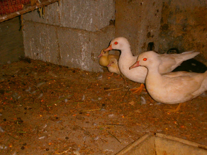 P8072232 - CAROLINE ALBE