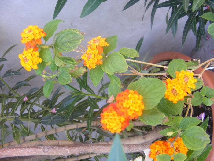 DSCF0128 - lantana