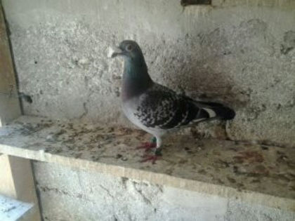 CAMPIONUL AS MARATON 2013 NATIONAL