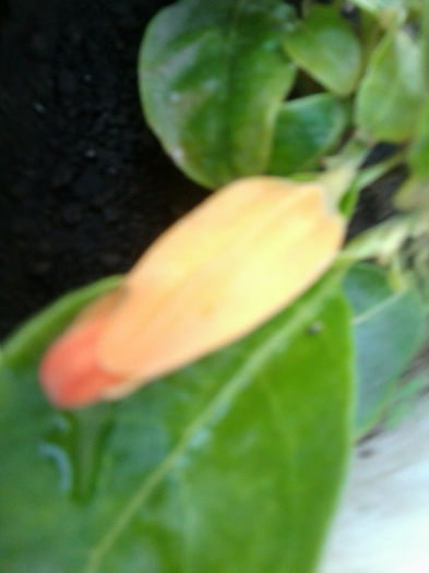 juanolloa aurantiaca - solanaceae