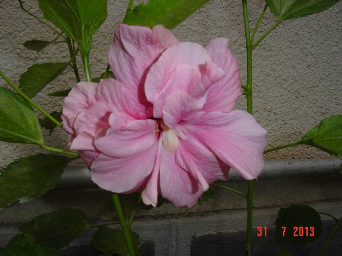 Picture 804 - 0 HIBISCUS