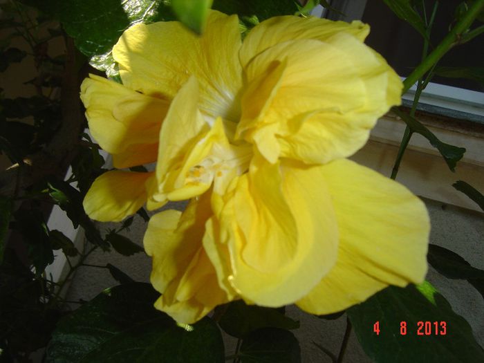 Picture 824 - 0 HIBISCUS