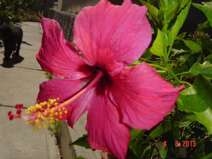Picture 825 - 0 HIBISCUS