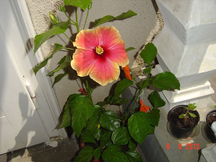 Picture 826 - 0 HIBISCUS