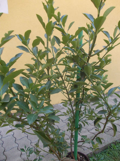 euonymus japonica in sorten - pomi ornamentali 2013