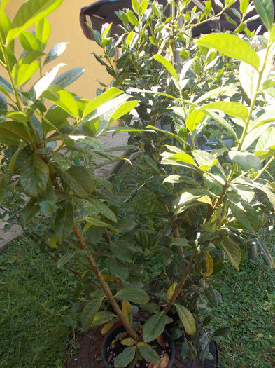 prunus lauro.novita
