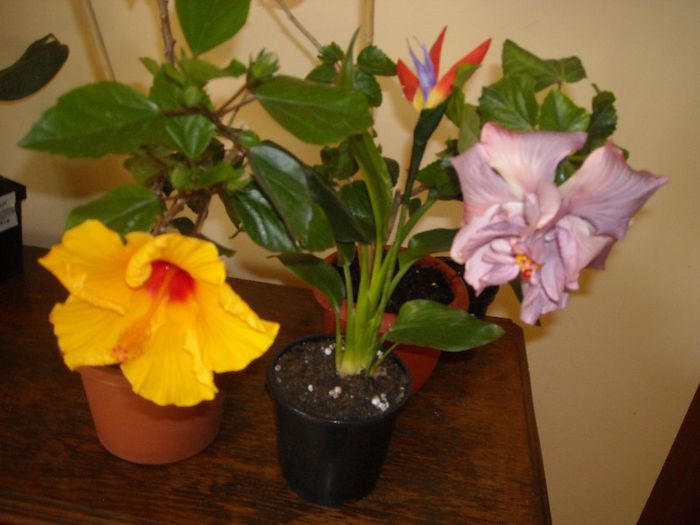 Athenacus + Thunderhead