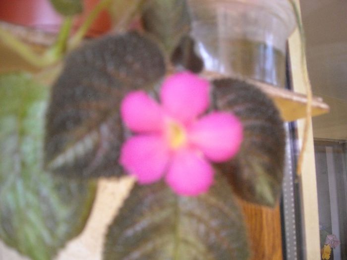 Cupreata Metalica